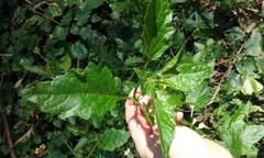 Solanum furcatum