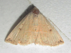 Eublemma gayneri