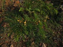Senna montana
