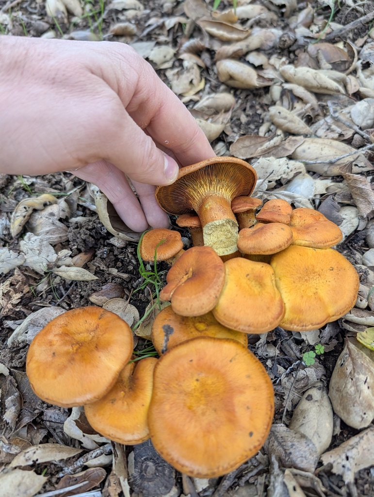 Omphalotus olivascens · January 2026 · photo: © trevvan (iNaturalist, cc-by)