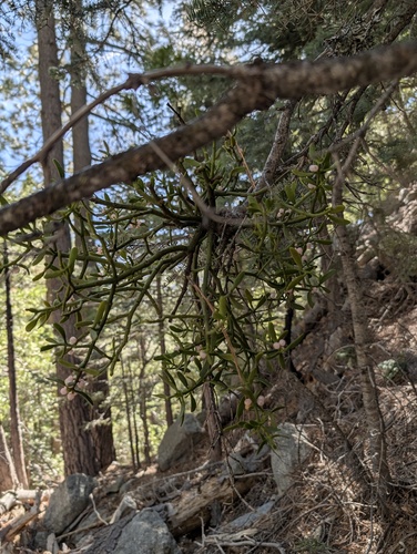 Fir Mistletoe (Phoradendron pauciflorum)