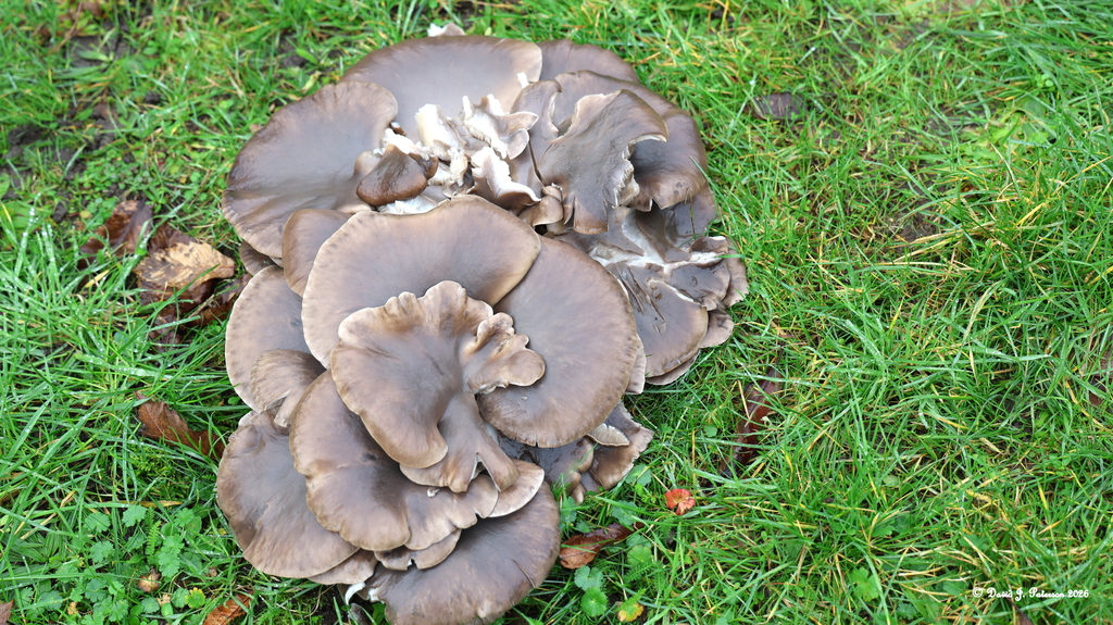 Pleurotus ostreatus · February 2026 · photo: © david_paterson (iNaturalist, cc-by)
