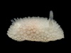 Fuzzy Onchidoris - Photo (c) Nathan Jackson, some rights reserved (CC BY-NC), uploaded by Nathan Jackson