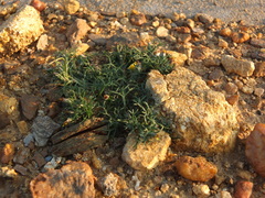 Glossocardia bosvallia