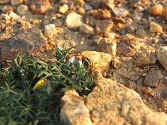 Glossocardia bosvallia