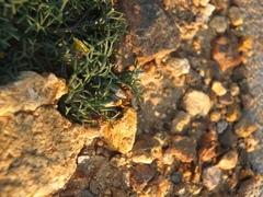 Glossocardia bosvallia