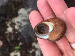 Maurea punctulata