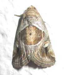 Deltote johnjoannoui