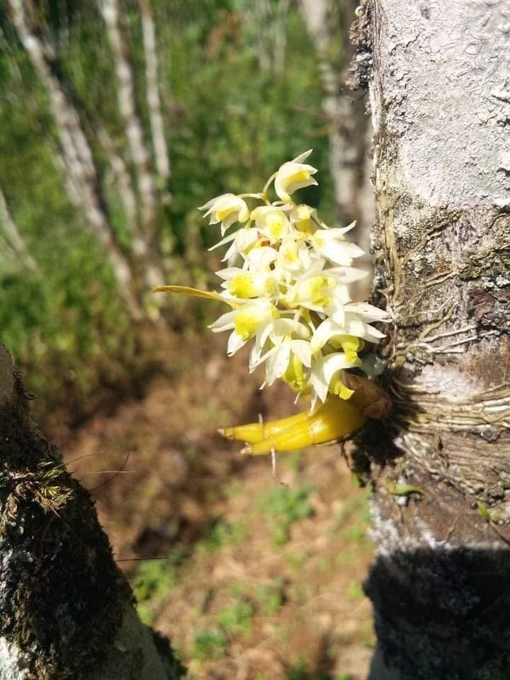 Dendrobium compressum Lindl. 2