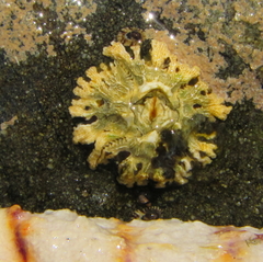 Epopella plicata
