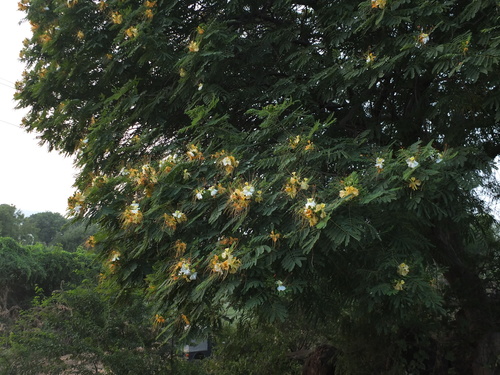 Image of Delonix elata by (c) Siddarth Machado, some rights reserved (CC BY)