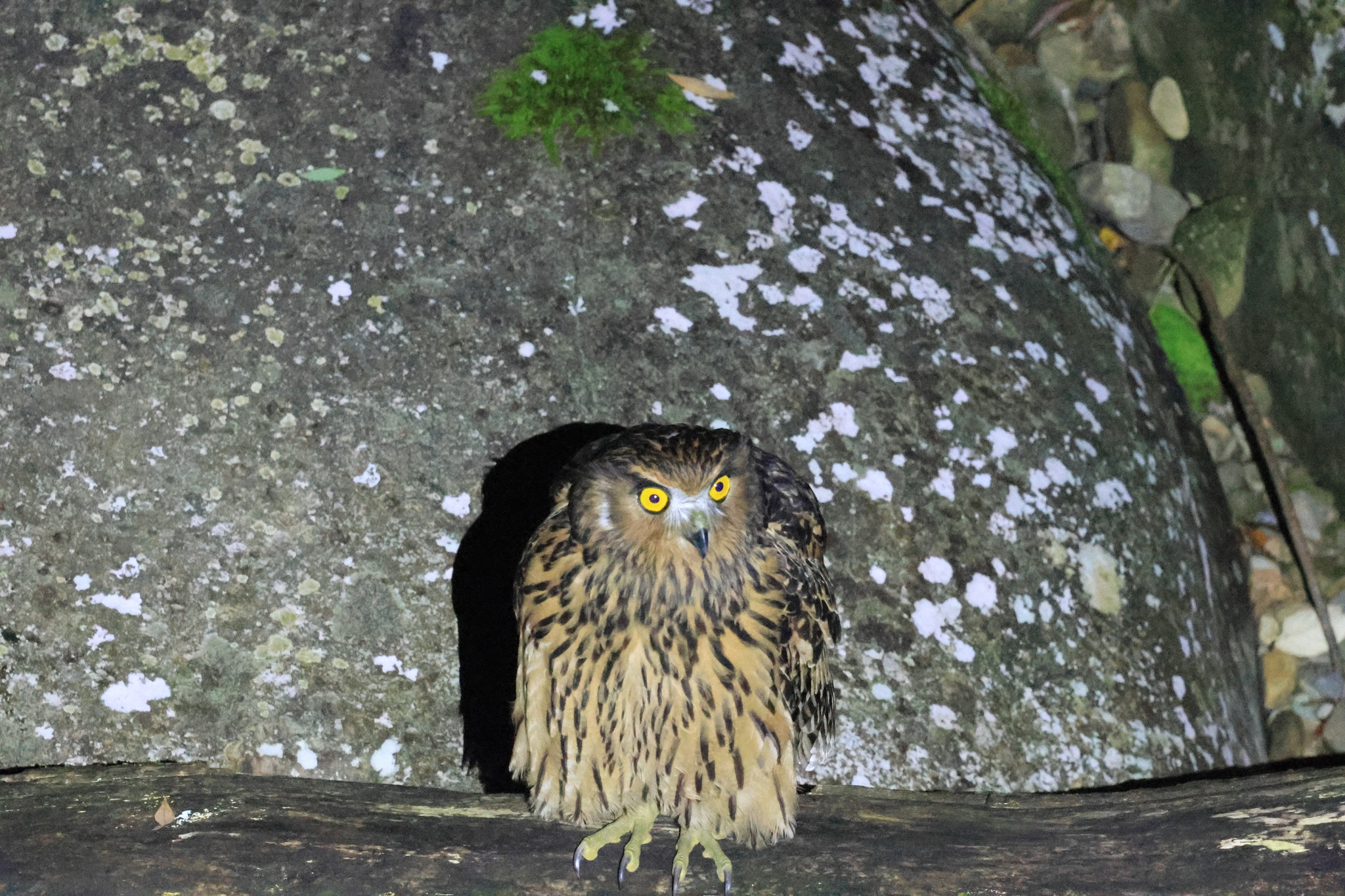 Tawny Fish Owl (Ketupa flavipes), photo 1