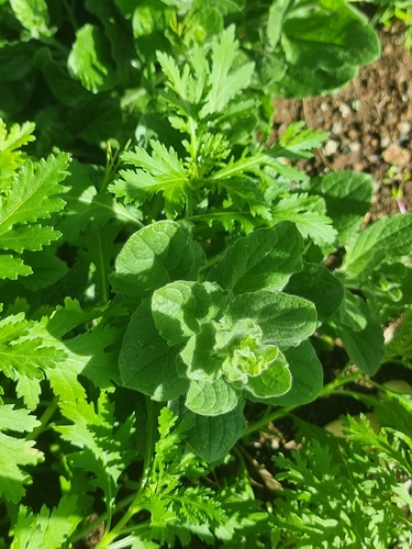 round-leaved fluellen (Kickxia spuria)
