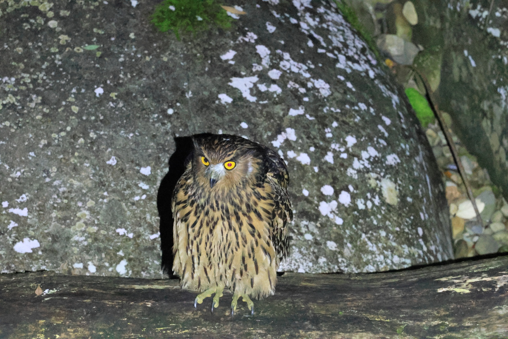 Tawny Fish Owl (Ketupa flavipes), photo 2