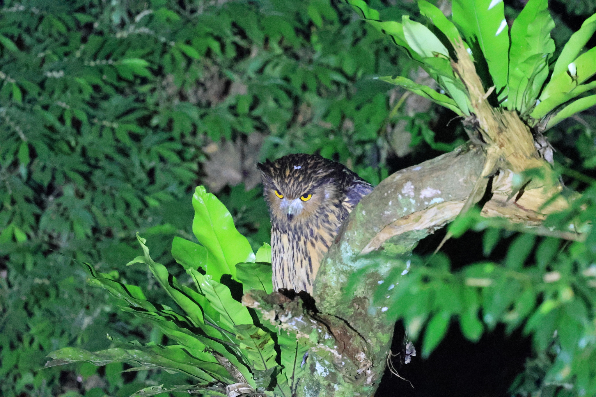 Tawny Fish Owl (Ketupa flavipes), photo 5