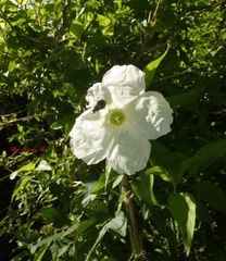 Ipomoea proxima