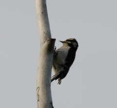 Dryobates pubescens leucurus