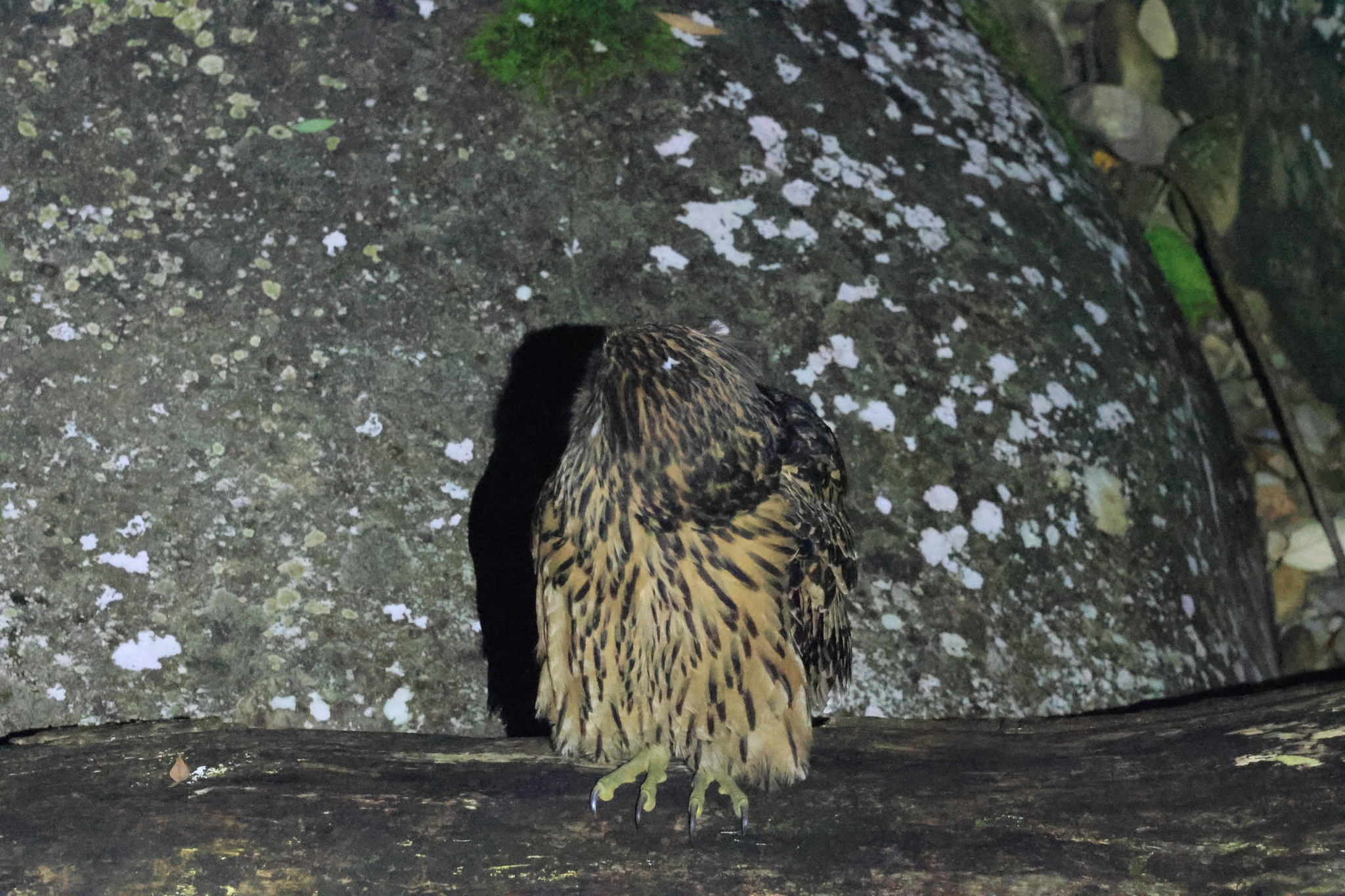 Tawny Fish Owl (Ketupa flavipes), photo 6