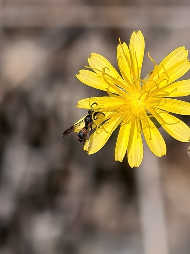 Leptochilus eatoni