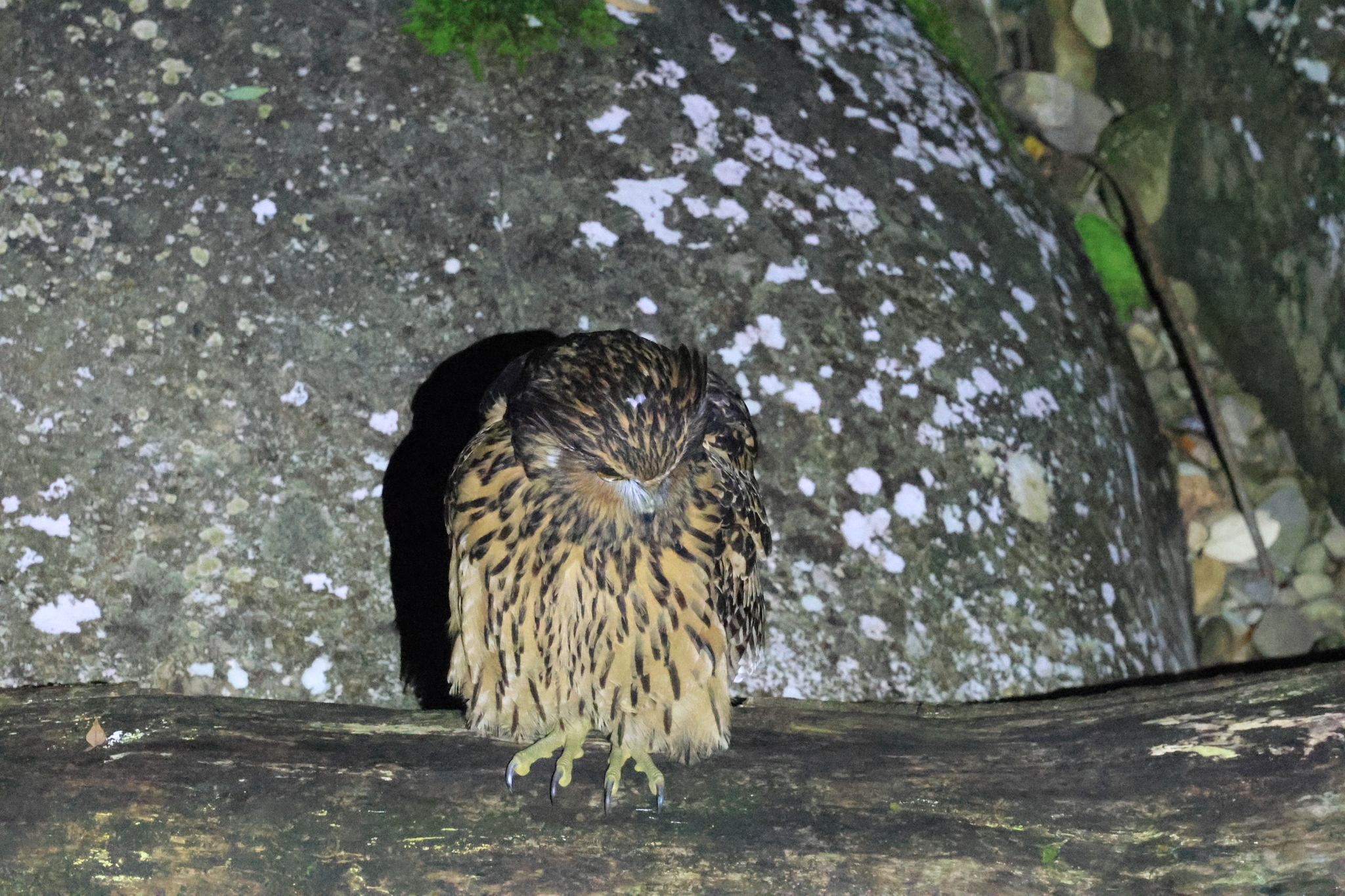 Tawny Fish Owl (Ketupa flavipes), photo 7