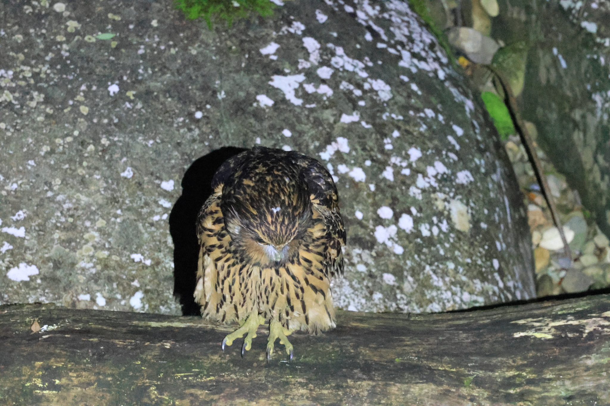 Tawny Fish Owl (Ketupa flavipes), photo 8