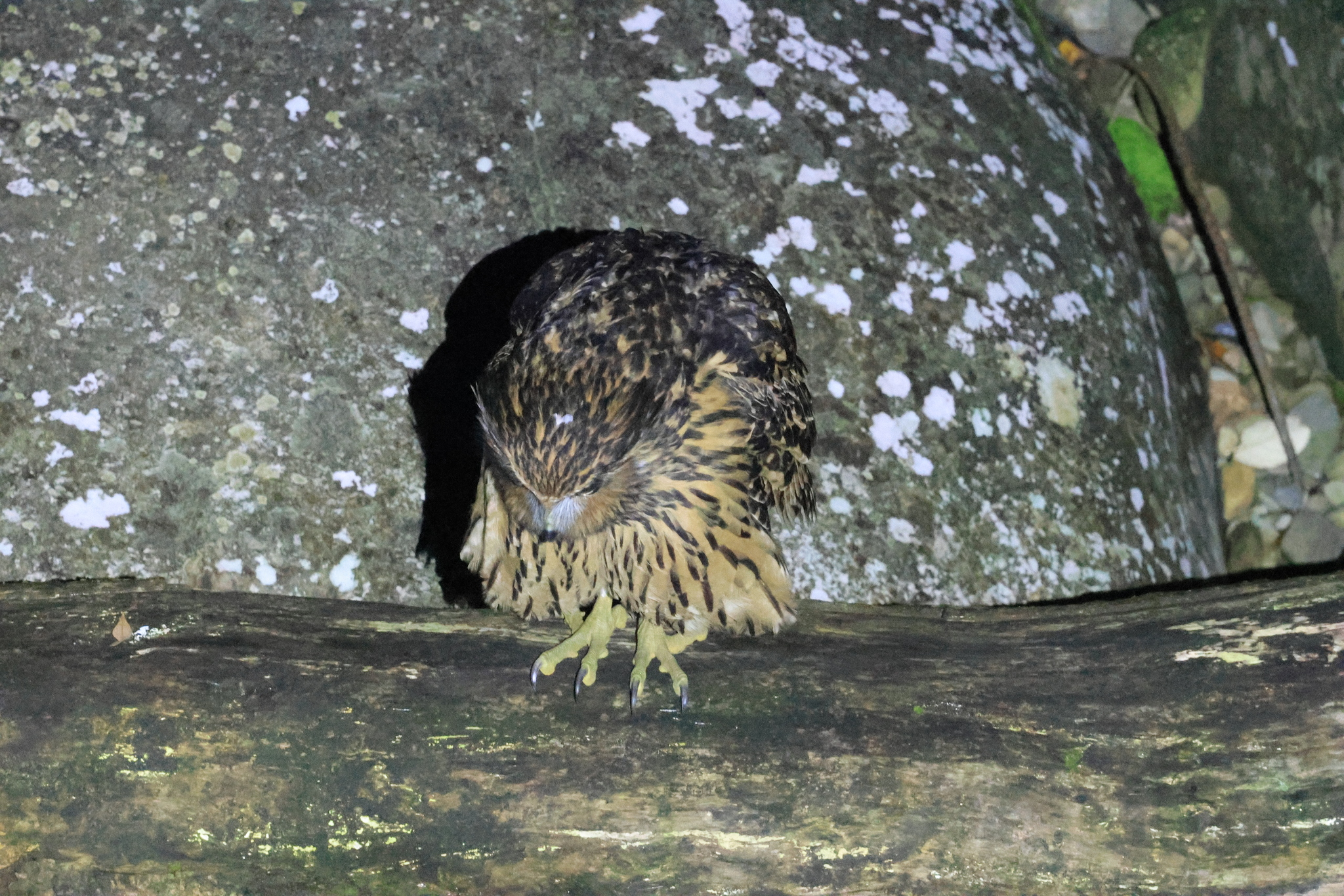 Tawny Fish Owl (Ketupa flavipes), photo 9