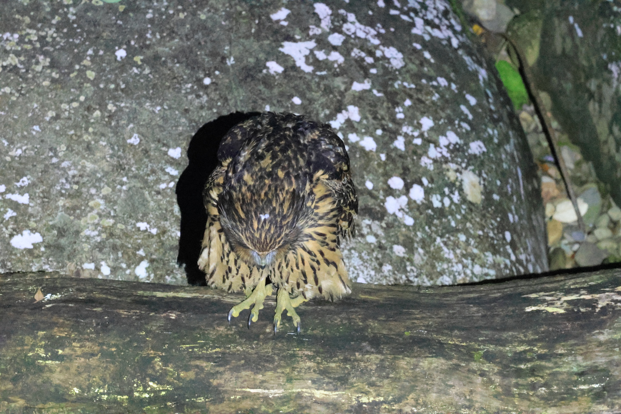 Tawny Fish Owl (Ketupa flavipes), photo 10