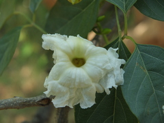 Dolichandrone atrovirens