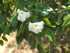 Dolichandrone atrovirens