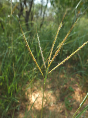 Dichanthium