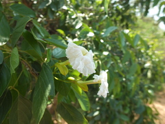 Dolichandrone atrovirens