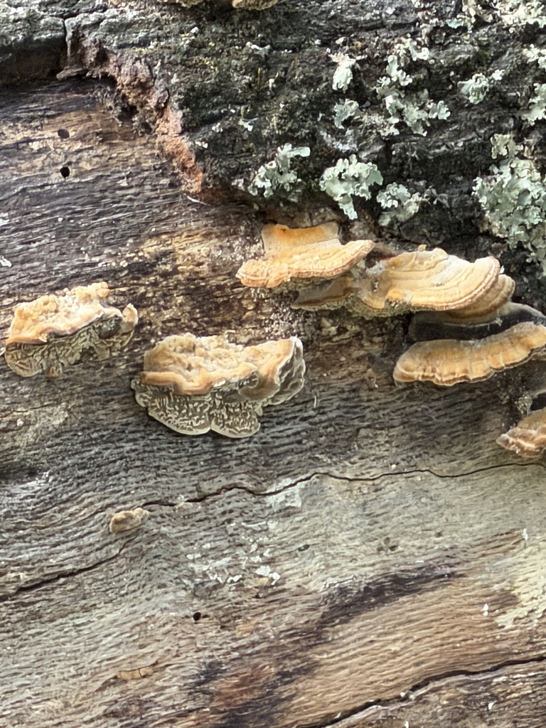Trametes betulina · February 2026 · photo: © irinamitine (iNaturalist, cc-by)