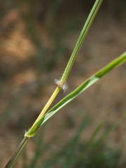 Dichanthium