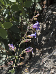 Penstemon neotericus