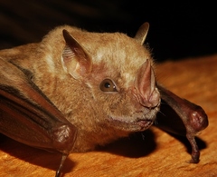 Chiroderma villosum