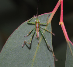 Conocephalomima barameda