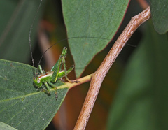Conocephalomima barameda