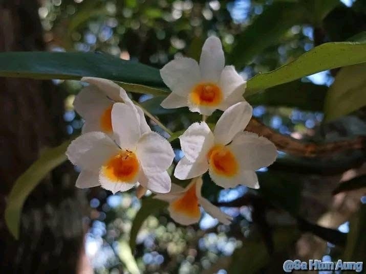 Dendrobium palpebrae Lindl.