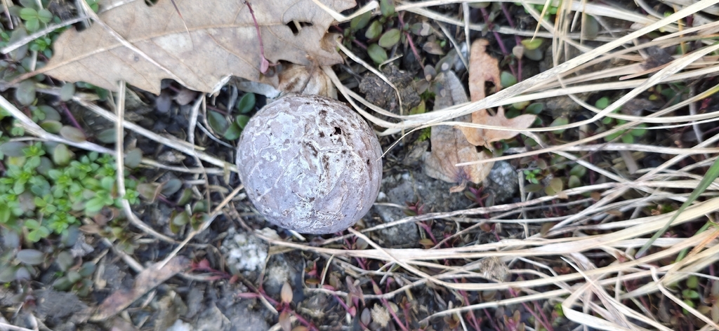Bovista plumbea · February 2026 · photo: © zan94 (iNaturalist, cc0)