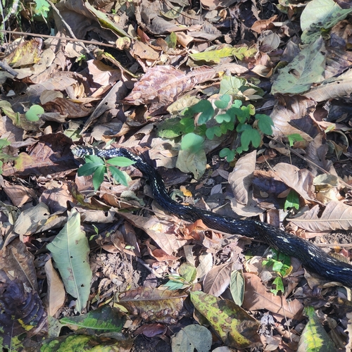 Chicken Snake