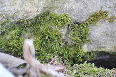 Eurhynchiastrum pulchellum