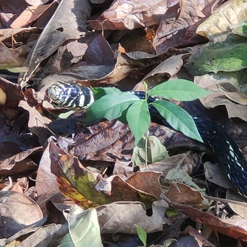 Chicken Snake