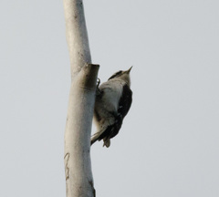 Dryobates pubescens leucurus