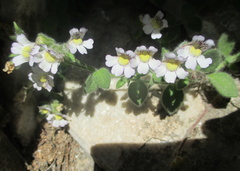 Chaenorhinum villosum