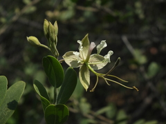 Cadaba fruticosa