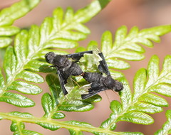 Anthrax dolabratus