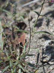 Penstemon neotericus