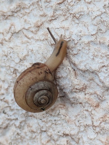 Bradybaena similaris observed 2026-02-02
