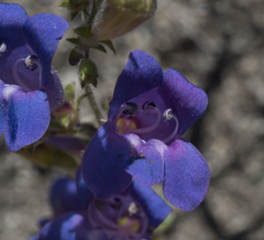 Penstemon neotericus