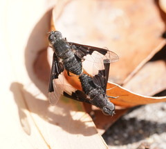 Anthrax dolabratus